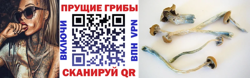 наркотики  Почеп  Галлюциногенные грибы Cubensis 